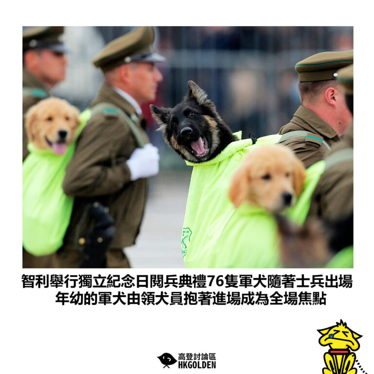 【智利舉行獨立紀念日閱兵典禮76隻軍犬隨著士兵出場 年幼的軍犬由領犬員抱著進場成為全場焦點】