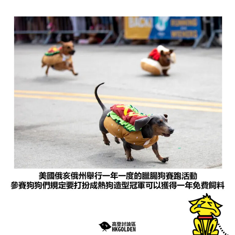 【美國俄亥俄州舉行一年一度的臘腸狗賽跑活動 參賽狗狗們規定要打扮成熱狗造型冠軍可以獲得一年免費飼料】
