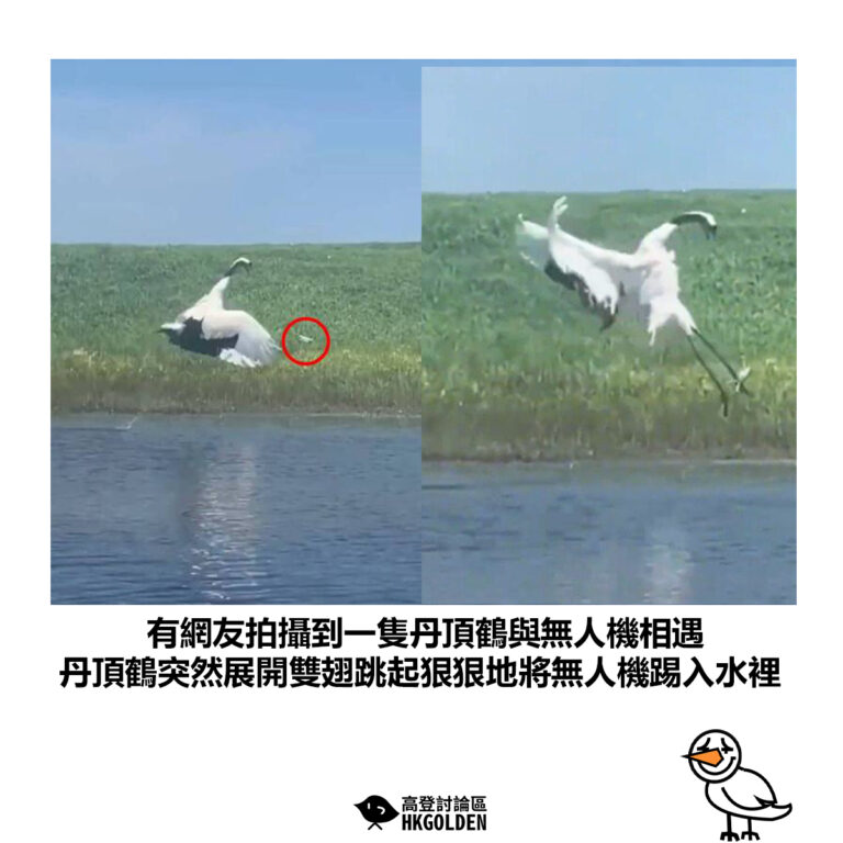 【有網友拍攝到一隻丹頂鶴與無人機相遇 丹頂鶴突然展開雙翅跳起狠狠地將無人機踢入水裡】