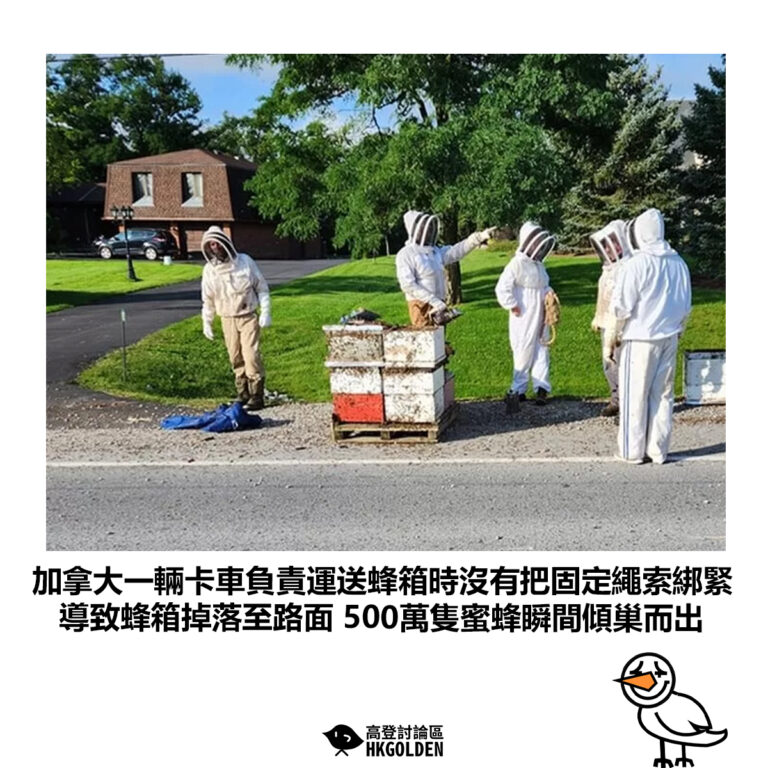 【加拿大一輛卡車負責運送蜂箱時沒有把固定繩索綁緊 導致蜂箱掉落至路面 500萬隻蜜蜂瞬間傾巢而出】