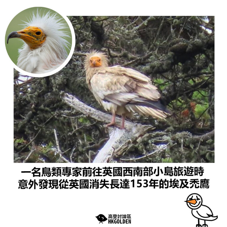 【一名鳥類專家前往英國西南部小島旅遊時 意外發現從英國消失長達153年的埃及禿鷹】
