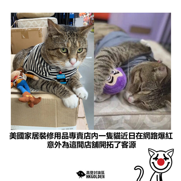 【美國家居裝修用品專賣店內一隻貓近日在網路爆紅 意外為這間店舖開拓了客源】