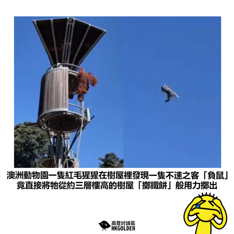 【澳洲動物園一隻紅毛猩猩在樹屋裡發現一隻不速之客「負鼠」竟直接將牠從約三層樓高的樹屋「擲鐵餅」般用力擲出】