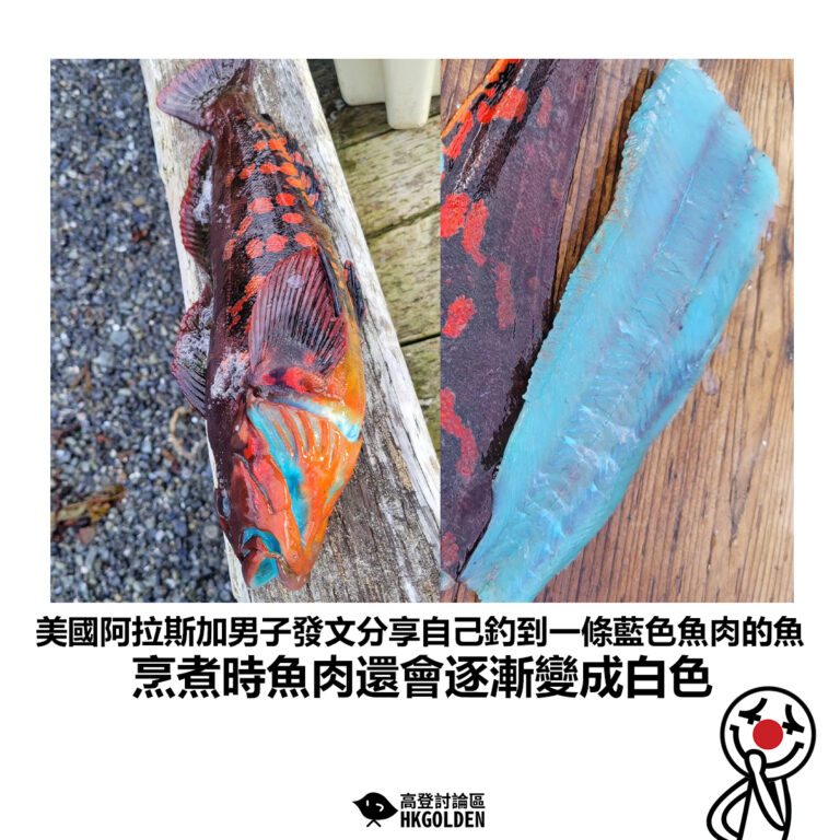 【美國阿拉斯加男子發文分享自己釣到一條藍色魚肉的魚 烹煮時魚肉還會逐漸變成白色】