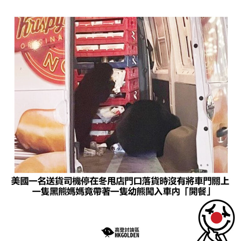 【美國一名送貨司機停在冬甩店門口落貨時沒有將車門關上 一隻黑熊媽媽竟帶著一隻幼熊闖入車內「開餐」】