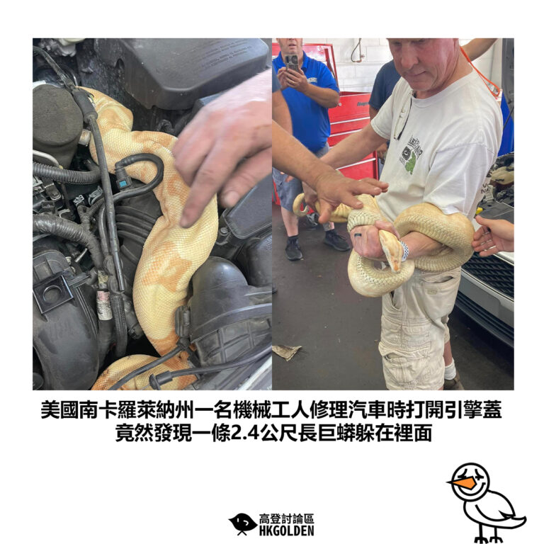 【美國南卡羅萊納州一名機械工人修理汽車時打開引擎蓋 竟然發現一條2.4公尺長巨蟒躲在裡面】