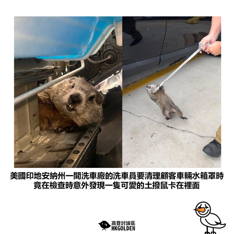 【美國印地安納州一間洗車廠的洗車員要清理顧客車輛水箱罩時 竟在檢查時意外發現一隻可愛的土撥鼠卡在裡面 】