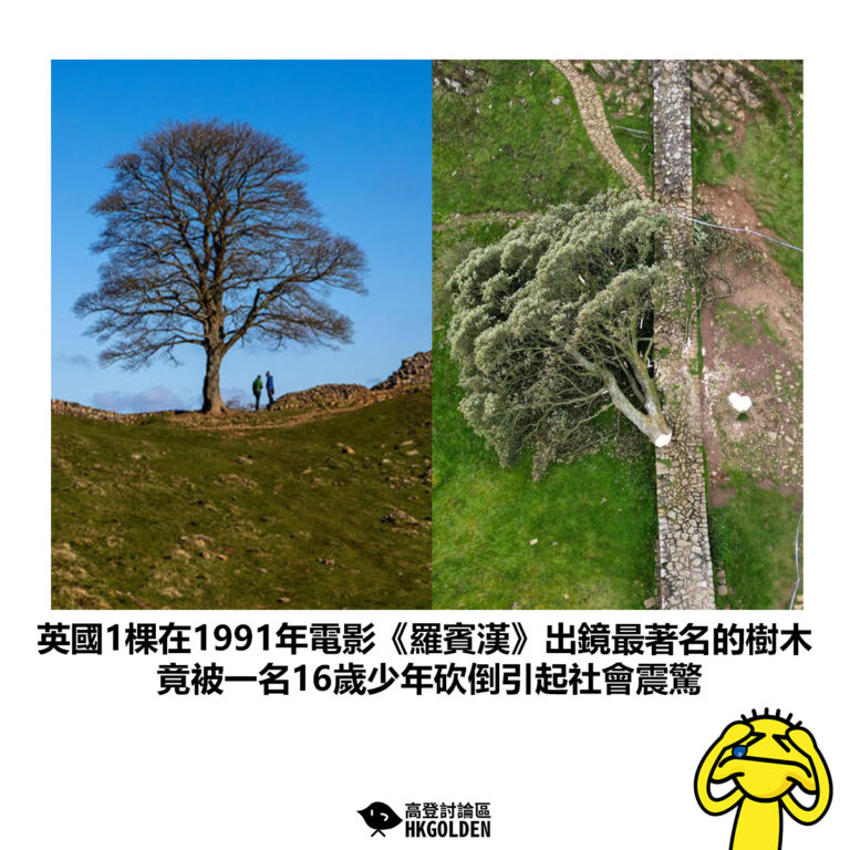 【英國1棵在1991年電影《羅賓漢》出鏡最著名的樹木 竟被一名16歲少年砍倒引起社會震驚】