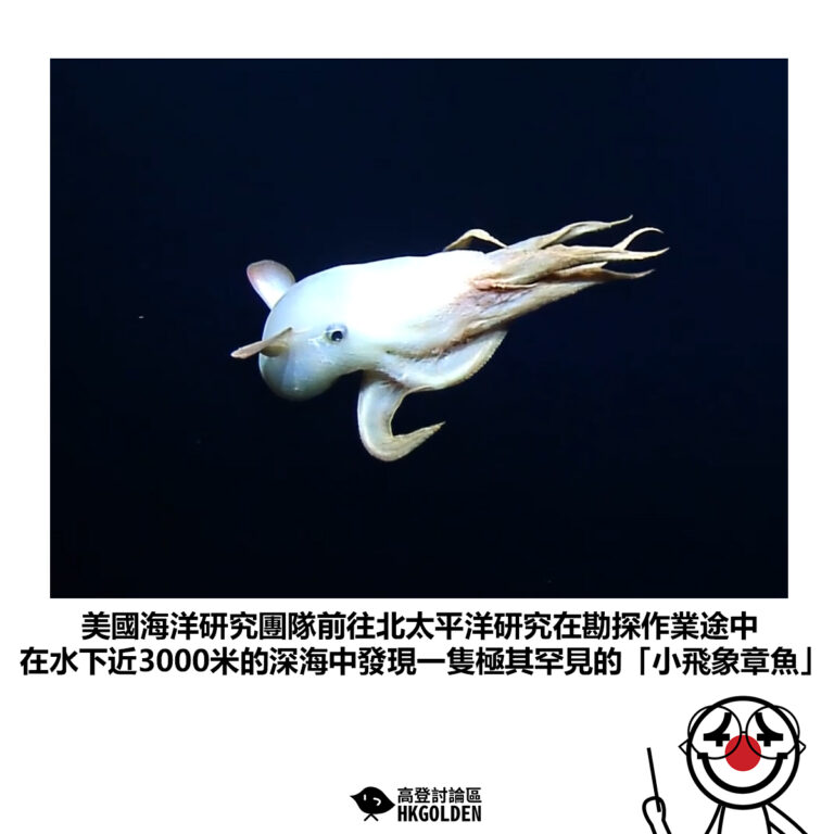 【美國海洋研究團隊前往北太平洋研究在勘探作業途中 在水下近3000米的深海中發現一隻極其罕見的「小飛象章魚」】