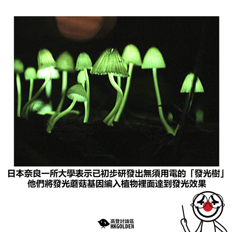 【日本奈良一所大學表示已初步研發出無須用電的「發光樹」他們將發光蘑菇基因編入植物裡面達到發光效果】