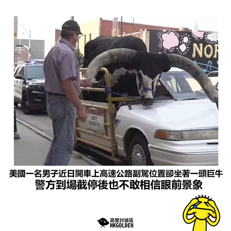【美國一名男子近日開車上高速公路副駕位置卻坐著一頭巨牛 警方到場截停後也不敢相信眼前景象】