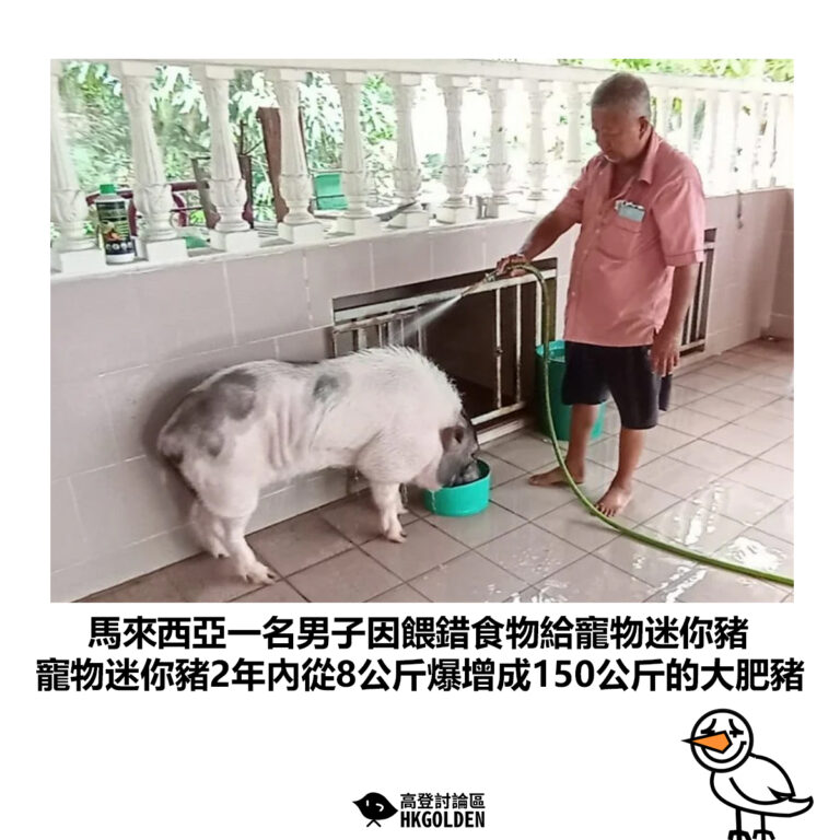 【馬來西亞一名男子因餵錯食物給寵物迷你豬 寵物迷你豬2年內從8公斤爆增成150公斤的大肥豬】