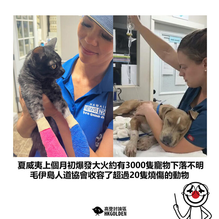 【夏威夷上個月初爆發大火約有3000隻寵物下落不明 毛伊島人道協會收容了超過20隻燒傷的動物】
