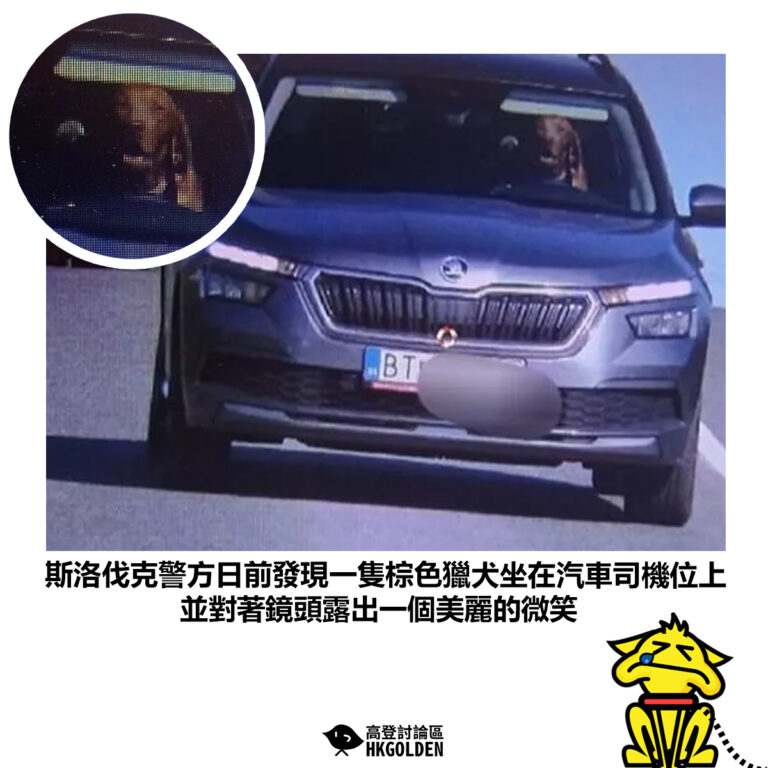 【斯洛伐克警方日前發現一隻棕色獵犬坐在汽車司機位上 並對著鏡頭露出一個美麗的微笑】