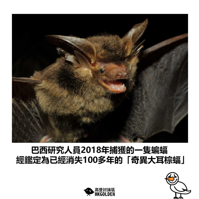 【巴西研究人員2018年捕獲的一隻蝙蝠 經鑑定為已經消失100多年的「奇異大耳棕蝠」】