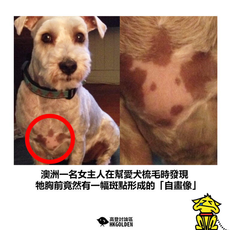 【澳洲一名女主人在幫愛犬梳毛時發現 牠胸前竟然有一幅斑點形成的「自畫像」】