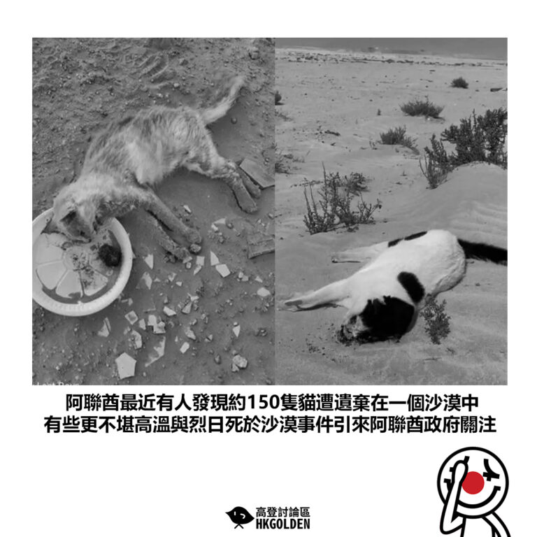 【阿聯酋最近有人發現約150隻貓遭遺棄在一個沙漠中 有些更不堪高溫與烈日死於沙漠事件引來阿聯酋政府關注】