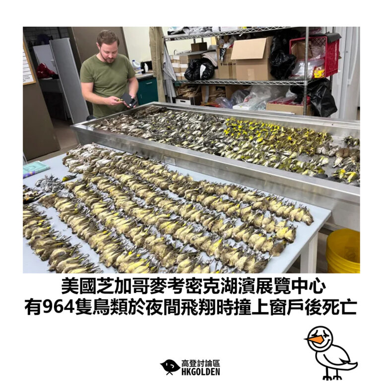 【美國芝加哥麥考密克湖濱展覽中心 有964隻鳥類於夜間飛翔時撞上窗戶後死亡】
