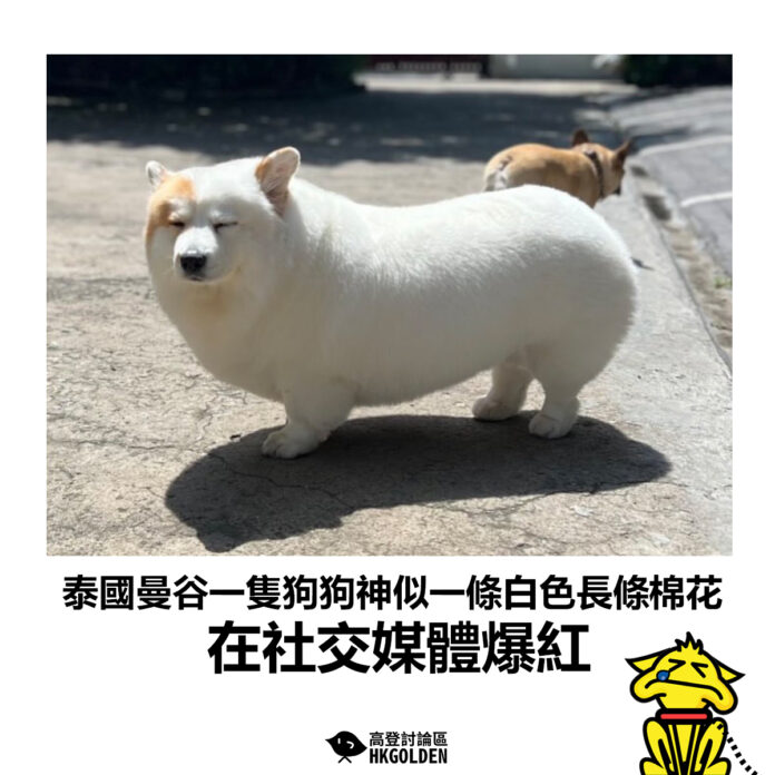 fdhbsdhshs