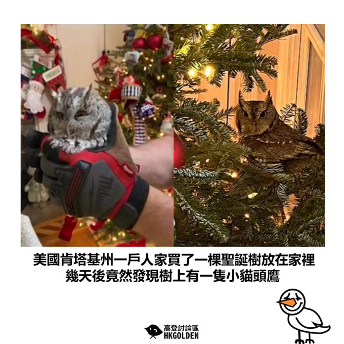 dcgbsdgdgs