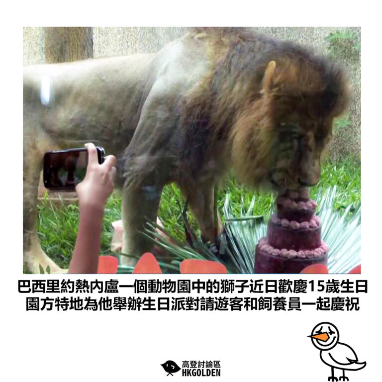 【巴西里約熱內盧一個動物園中的獅子近日歡慶15歲生日 園方特地為他舉辦生日派對請遊客和飼養員一起慶祝】