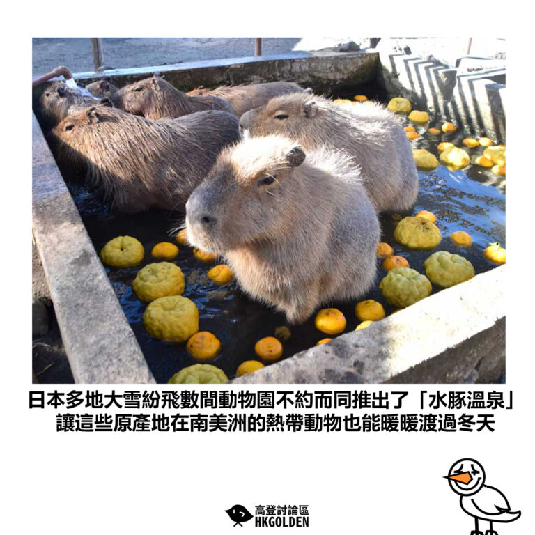 【日本多地大雪紛飛數間動物園不約而同推出了「水豚溫泉」讓這些原產地在南美洲的熱帶動物也能暖暖渡過冬天】