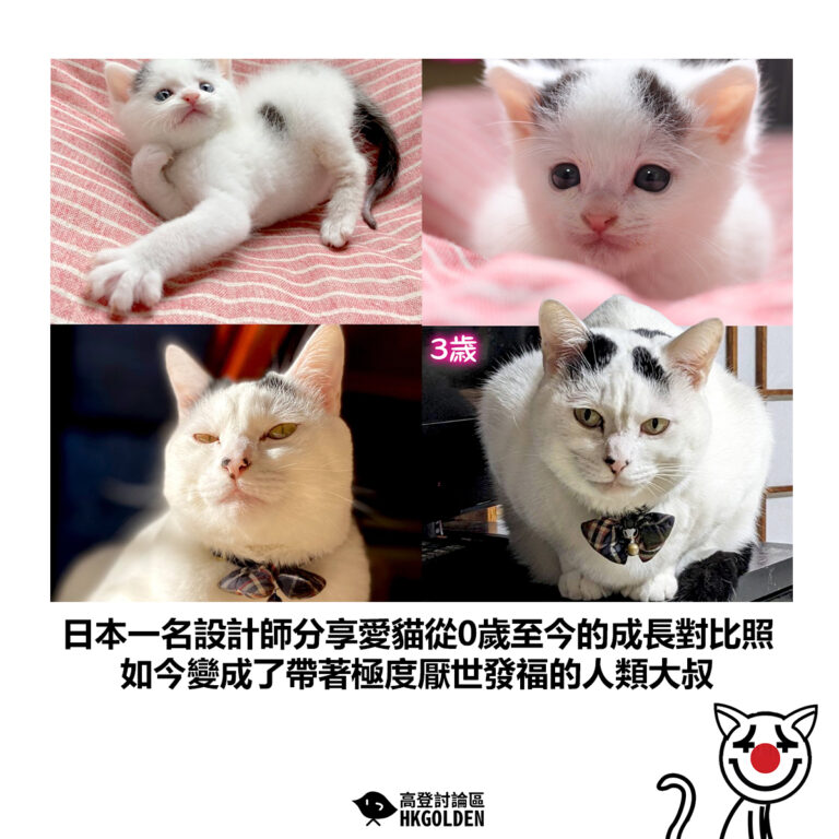 【日本一名設計師分享愛貓從0歲至今的成長對比照 如今變成了帶著極度厭世發福的人類大叔】