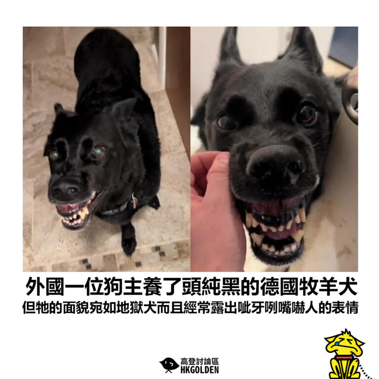 【外國一位狗主養了頭純黑的德國牧羊犬 但牠的面貌宛如地獄犬而且經常露出呲牙咧嘴嚇人的表情】