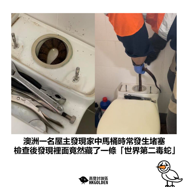 【澳洲一名屋主發現家中馬桶時常發生堵塞 檢查後發現裡面竟然藏了一條「世界第二毒蛇」】