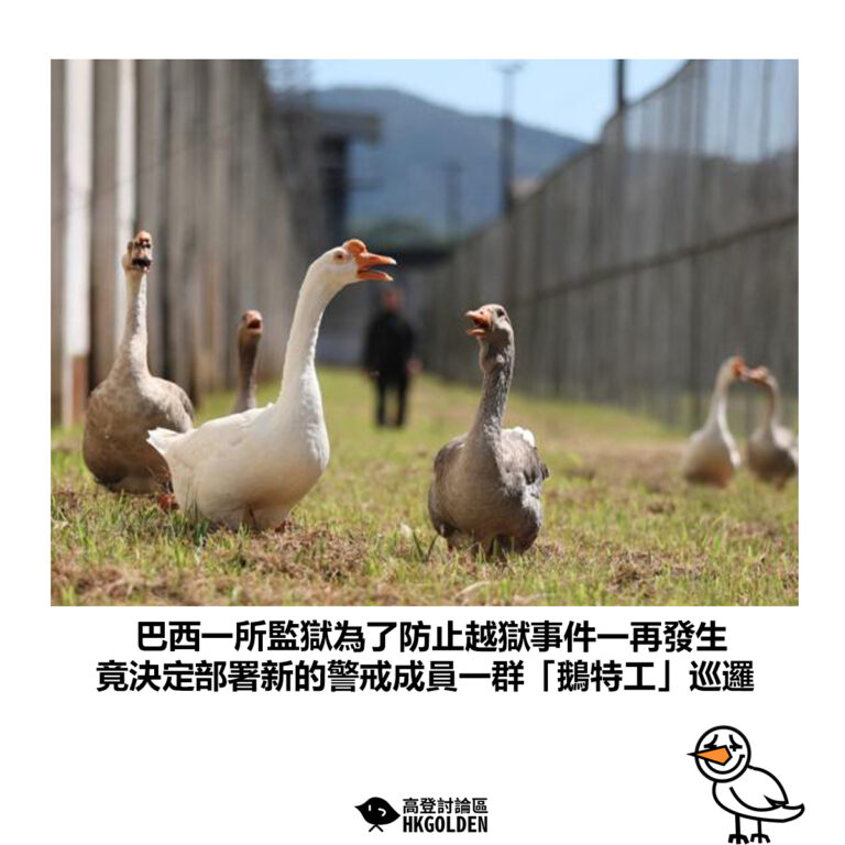 【巴西一所監獄為了防止越獄事件一再發生 竟決定部署新的警戒成員一群「鵝特工」巡邏】