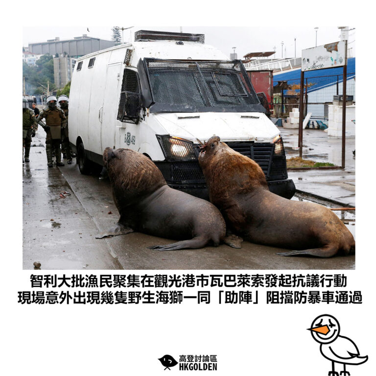 【智利大批漁民聚集在觀光港市瓦巴萊索發起抗議行動 現場意外出現幾隻野生海獅一同「助陣」阻擋防暴車通過】