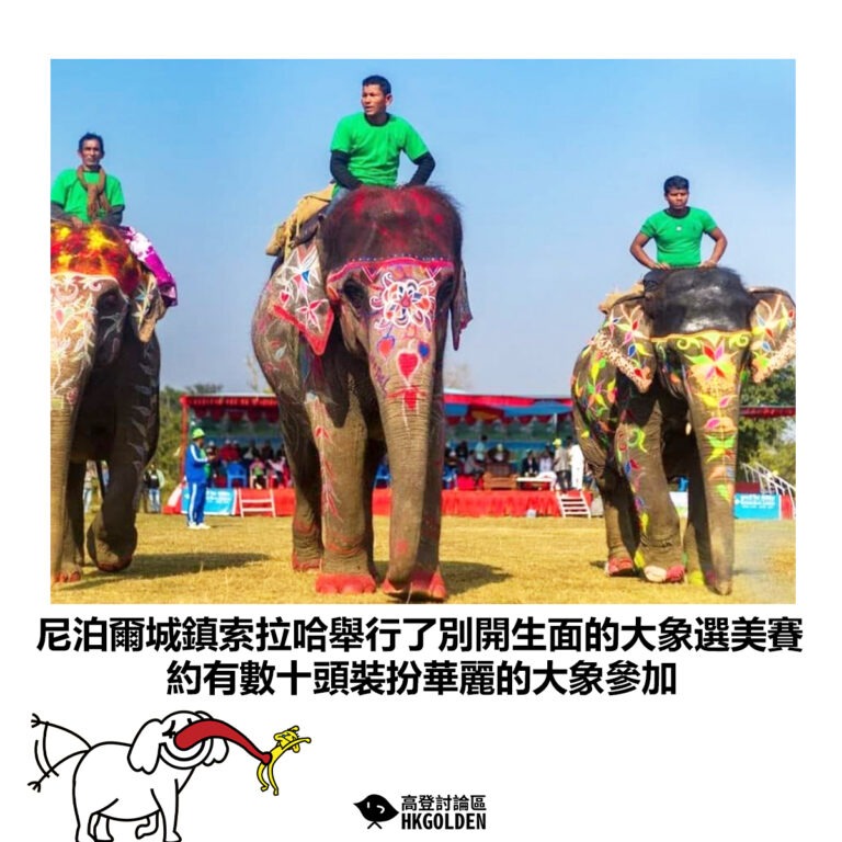 【尼泊爾城鎮索拉哈舉行了別開生面的大象選美賽 約有數十頭裝扮華麗的大象參加】