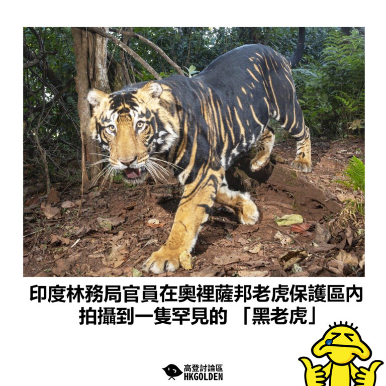【印度林務局官員在奧裡薩邦老虎保護區內 拍攝到一隻罕見的 「黑老虎」】