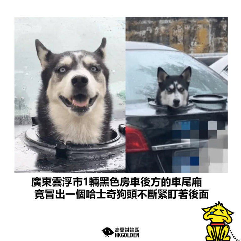 【廣東雲浮市1輛黑色房車後方的車尾廂 竟冒出一個哈士奇狗頭不斷緊盯著後面】