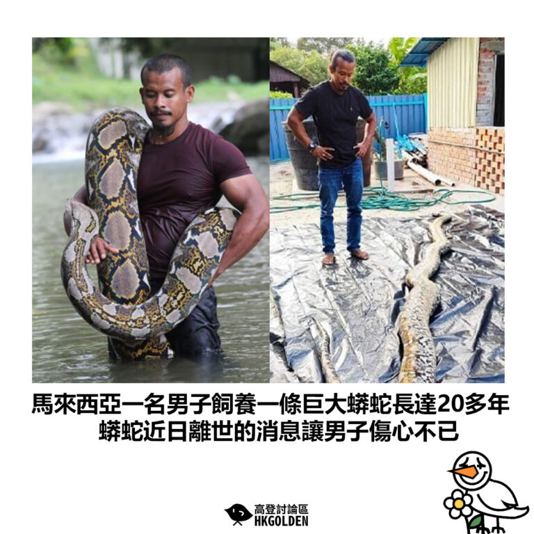【馬來西亞一名男子飼養一條巨大蟒蛇長達20多年 蟒蛇近日離世的消息讓男子傷心不已】
