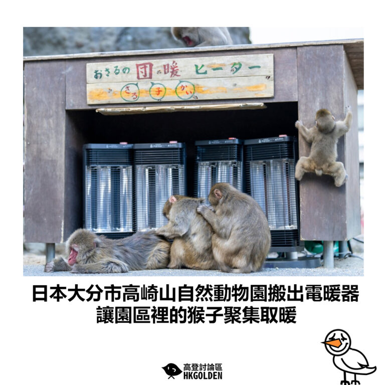 【日本大分市高崎山自然動物園搬出電暖器 讓園區裡的猴子聚集取暖】