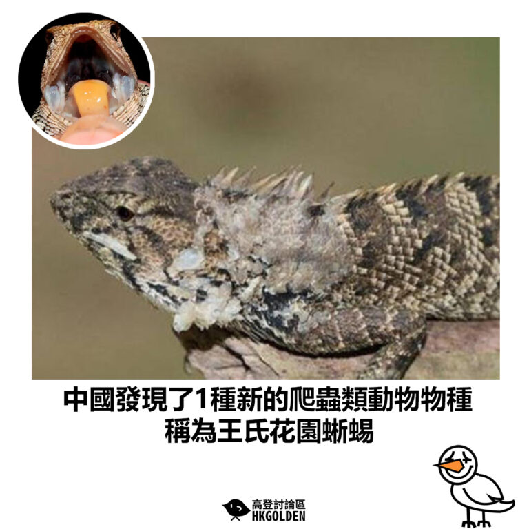 【中國發現了1種新的爬蟲類動物物種  稱為王氏花園蜥蜴】