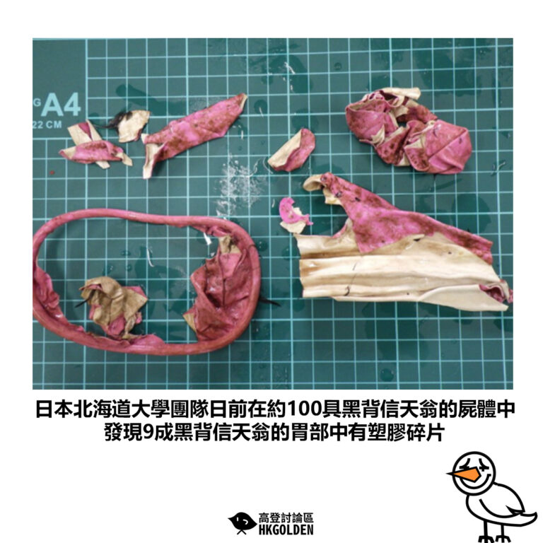 【日本北海道大學團隊日前在約100具黑背信天翁的屍體中 發現9成黑背信天翁的胃部中有塑膠碎片】