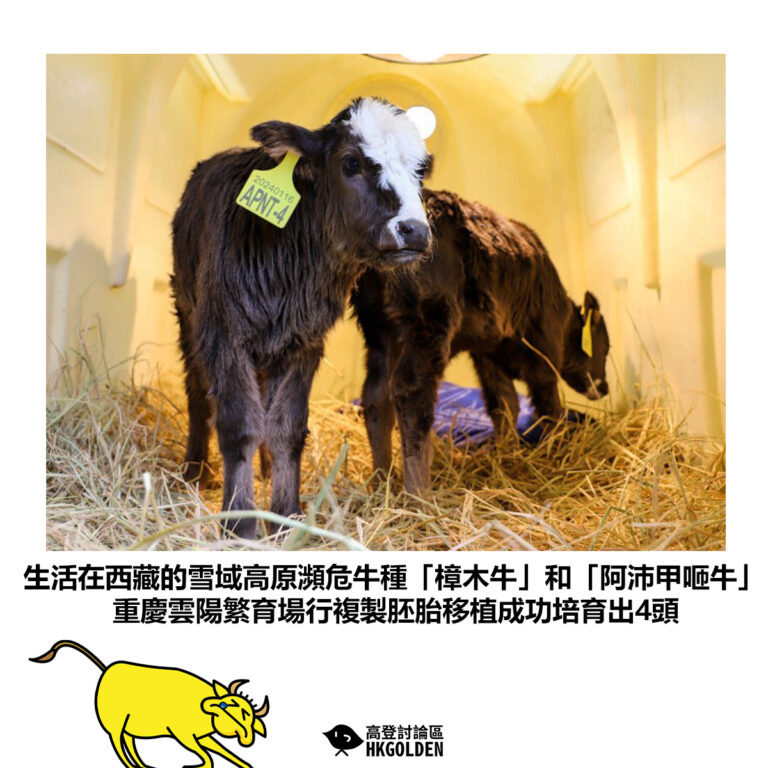 【生活在西藏的雪域高原瀕危牛種「樟木牛」和「阿沛甲咂牛」 重慶雲陽繁育場行複製胚胎移植成功培育出4頭】
