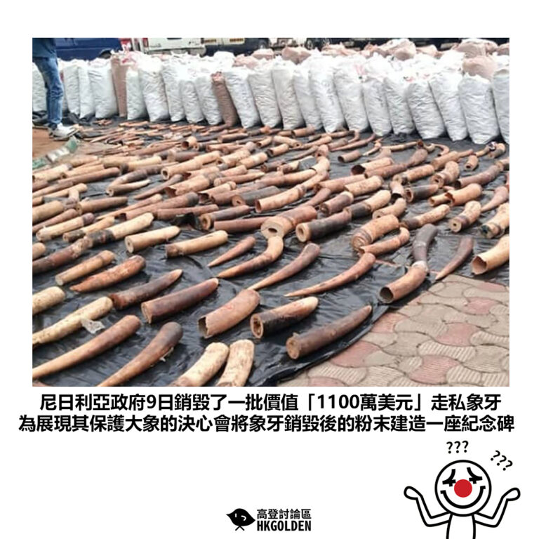 【尼日利亞政府9日銷毀了一批價值「1100萬美元」走私象牙 為展現其保護大象的決心會將象牙銷毀後的粉末建造一座紀念碑】