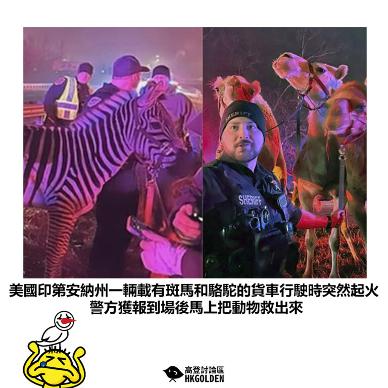 【美國印第安納州一輛載有斑馬和駱駝的貨車行駛時突然起火 警方獲報到場後馬上把動物救出來】
