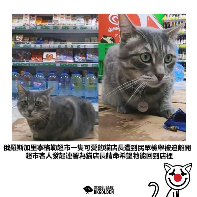 【俄羅斯加里寧格勒超市一隻可愛的貓店長遭到民眾檢舉被迫離開超市客人發起連署為貓店長請命希望牠能回到店裡】