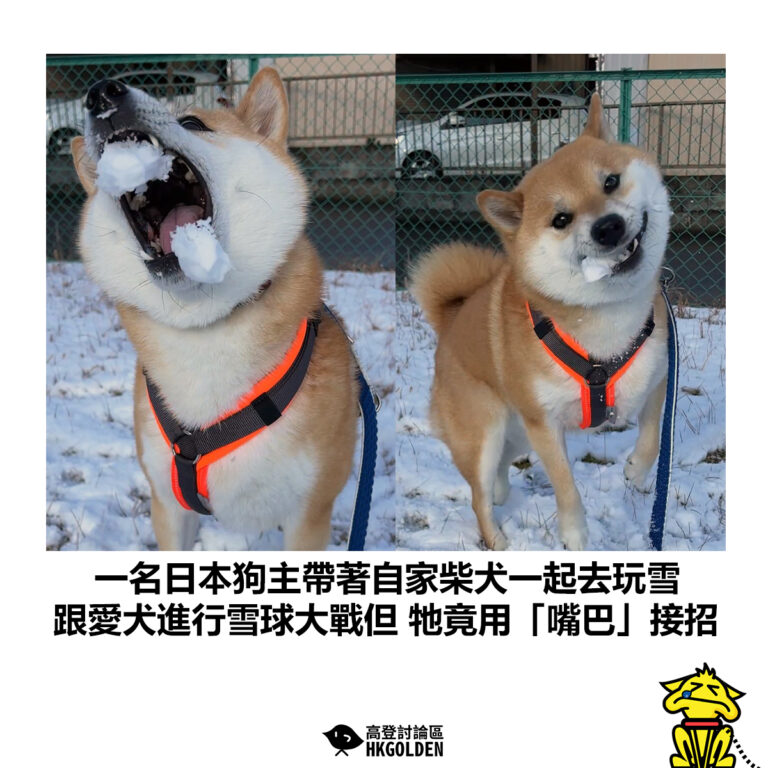【一名日本狗主帶著自家柴犬一起去玩雪 跟愛犬進行雪球大戰但 牠竟用「嘴巴」接招】