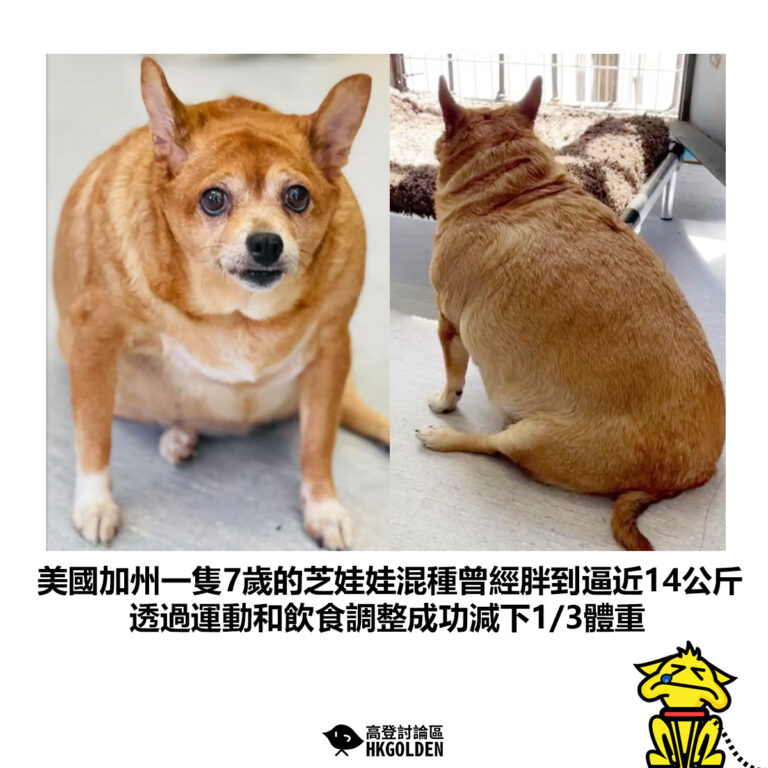 【美國加州一隻7歲的芝娃娃混種曾經胖到逼近14公斤 透過運動和飲食調整成功減下1/3體重】