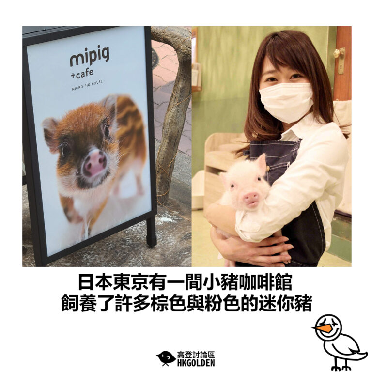 【日本東京有一間小豬咖啡館  飼養了許多棕色與粉色的迷你豬】