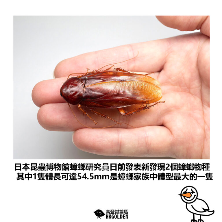 【日本昆蟲博物館蟑螂研究員日前發表新發現2個蟑螂物種 其中1隻體長可達54.5mm是蟑螂家族中體型最大的一隻】
