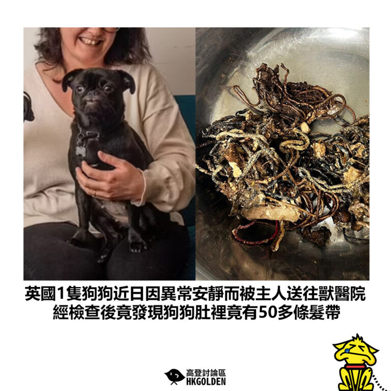 【英國1隻狗狗近日因異常安靜而被主人送往獸醫院 經檢查後竟發現狗狗肚裡竟有50多條髮帶】