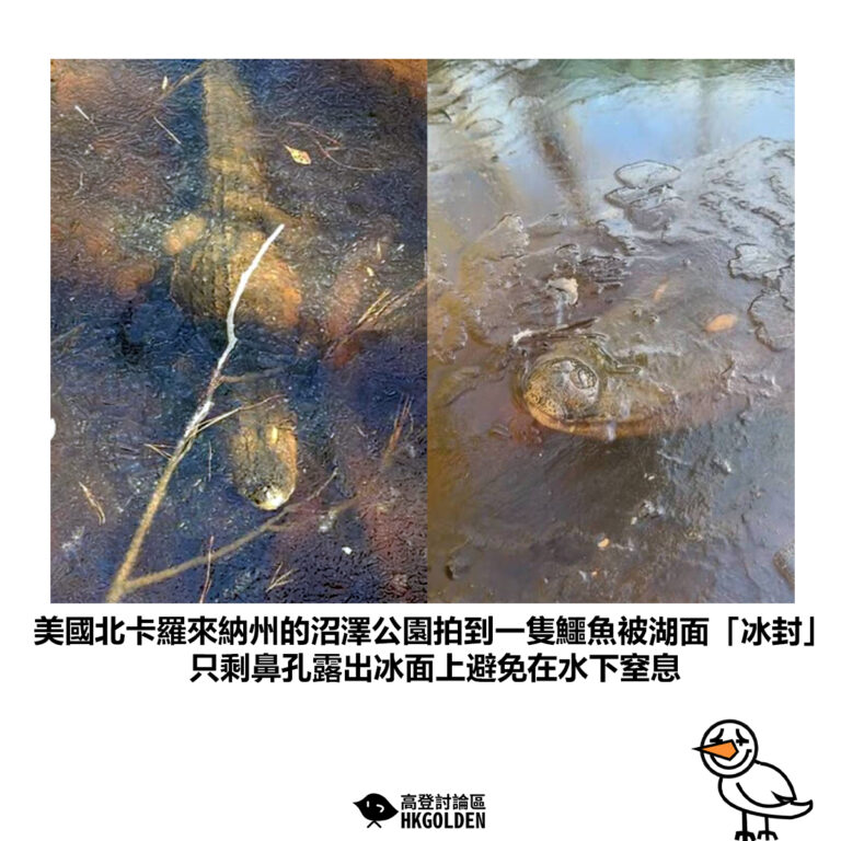 【美國北卡羅來納州的沼澤公園拍到一隻鱷魚被湖面「冰封」只剩鼻孔露出冰面上避免在水下窒息】