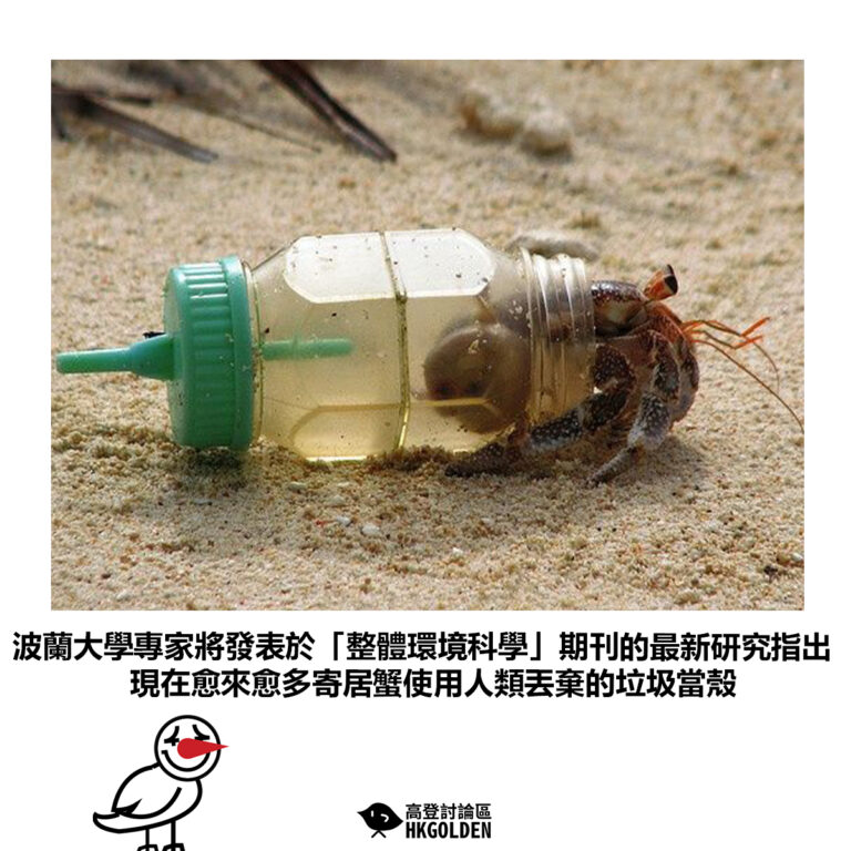 【波蘭大學專家將發表於「整體環境科學」期刊的最新研究指出 現在愈來愈多寄居蟹使用人類丟棄的垃圾當殼】