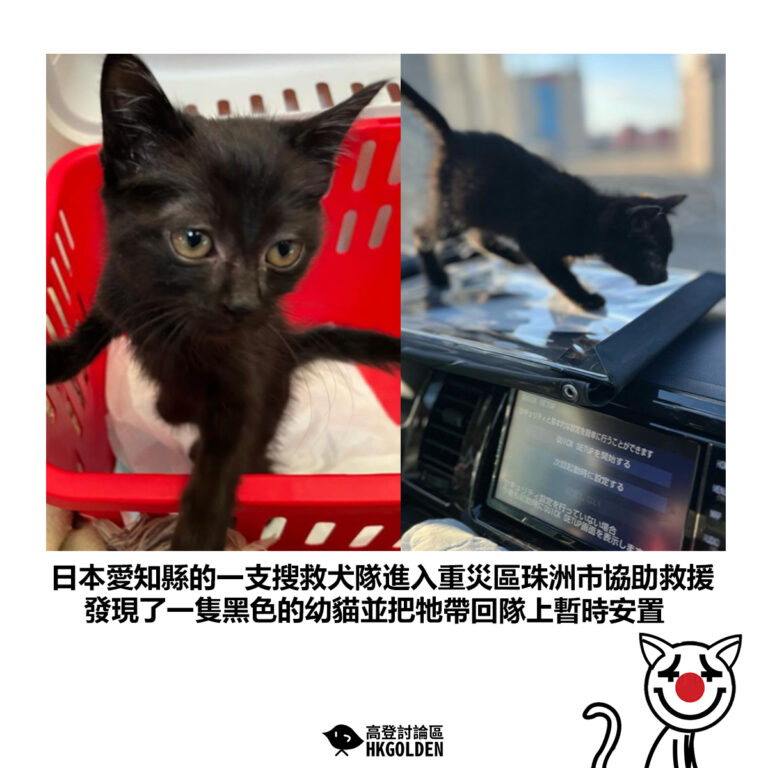 【日本愛知縣的一支搜救犬隊進入重災區珠洲市協助救援 發現了一隻黑色的幼貓並把牠帶回隊上暫時安置】